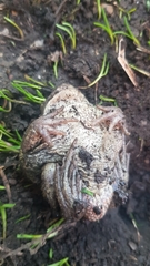 Pelobates vespertinus