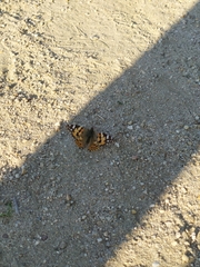 Vanessa cardui