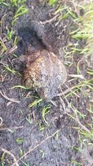 Pelobates vespertinus