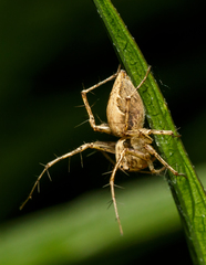 Oxyopes acleistus