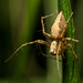 Oxyopes acleistus - Photo (c) Meghan Cassidy, some rights reserved (CC BY-SA), uploaded by Meghan Cassidy