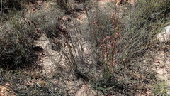 Rhodocoma arida