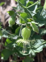 Silene campanulata