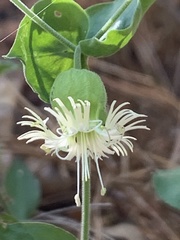 Silene campanulata