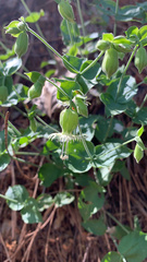 Silene campanulata