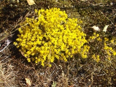 Sedum acre