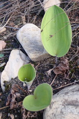Eriospermum dielsianum