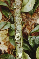 Raputia aromatica