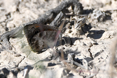Pseudonympha magoides