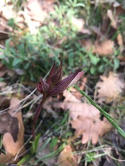 Bilamellaria