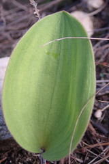 Eriospermum dielsianum