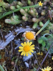 Jacobaea minuta