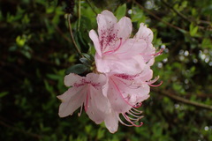 Rhododendron noriakianum