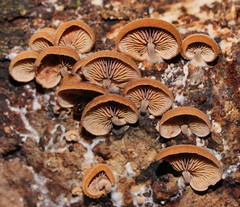 Deconica horizontalis