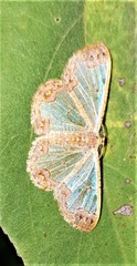 Zamarada transvisaria