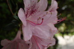 Rhododendron noriakianum