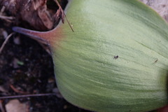 Eriospermum dielsianum