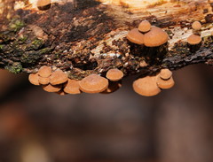 Deconica horizontalis