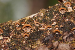 Deconica horizontalis