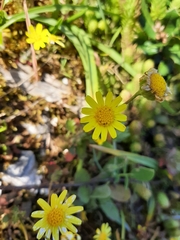 Jacobaea minuta