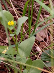 Coronilla scorpioides image