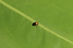 Abscondita cerata
