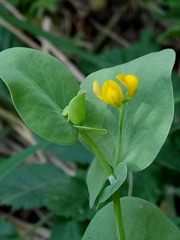 Coronilla scorpioides image