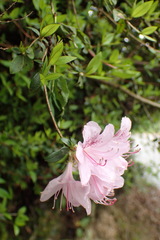 Rhododendron noriakianum