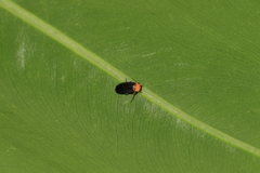 Abscondita cerata