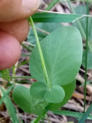 Coronilla scorpioides image