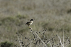 Cisticola textrix