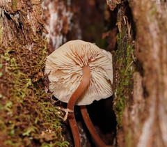 Collybia eucalyptorum