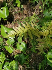 Dryopteris erythrovaria