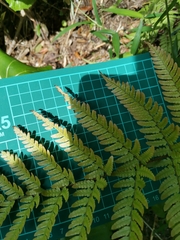 Dryopteris erythrovaria