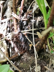 Dryopteris erythrovaria