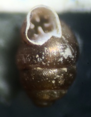 Vertigo oralis