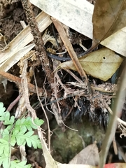 Dryopteris erythrovaria