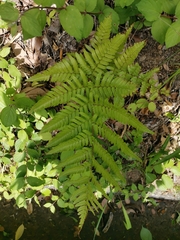 Dryopteris erythrovaria