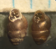 Vertigo oralis
