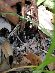 Dryopteris erythrovaria