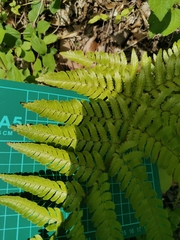 Dryopteris erythrovaria