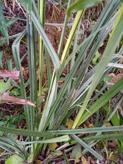 Carex hispida