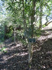 Faurea macnaughtonii