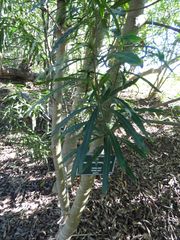 Faurea macnaughtonii