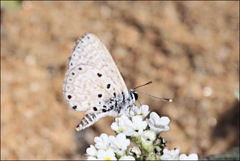 Azanus soalalicus