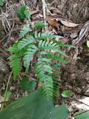 Pteris dispar