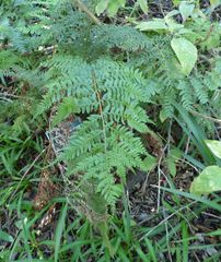 Polystichum pungens