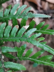Pteris dispar