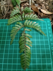 Pteris dispar