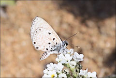 Azanus soalalicus